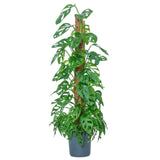 Monstera 'Holy Moly' – ritka, perforált levelű szobanövény tartóval, 160 cm