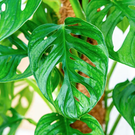 Monstera 'Holy Moly' – ritka, perforált levelű szobanövény tartóval, 160 cm