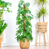 Monstera 'Holy Moly' – ritka, perforált levelű szobanövény tartóval, 160 cm