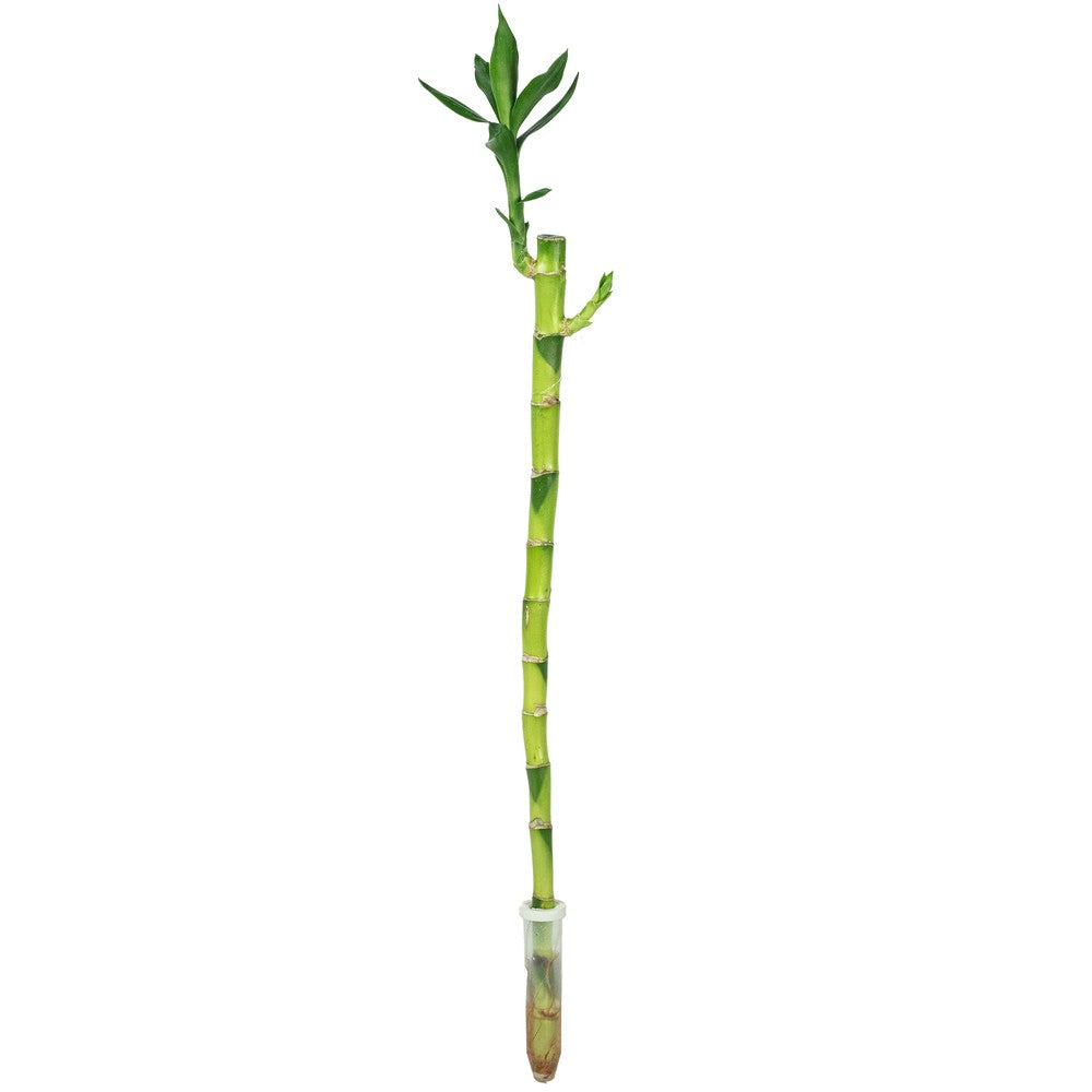 Szerencsés bambusz Dracaena Sanderiana – egyenes szárú feng shui szobanövény