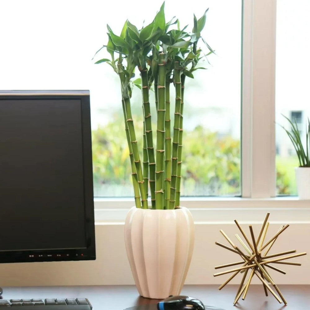 Szerencsés bambusz Dracaena Sanderiana – egyenes szárú feng shui szobanövény