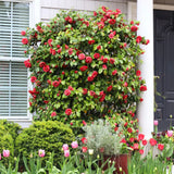 Kamélia 'Principessa Baciocchi' – örökzöld cserje mélyvörös, telt virágokkal
