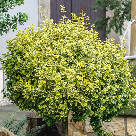Kecskerágó 'Emerald'n Gold' törzses – örökzöld, sárga-zöld tarka lombozattal