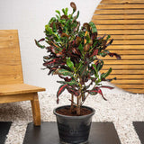 Croton Codiaeum Variegatum Mammi - 60 cm