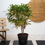 Croton Codiaeum Variegatum Mammi - 60 cm