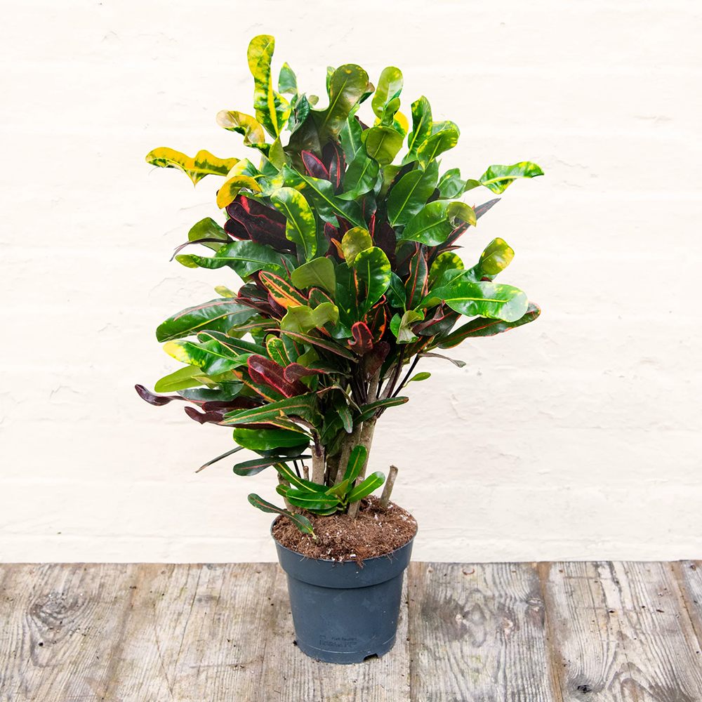 Croton Codiaeum Variegatum Mammi - 60 cm