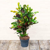 Croton Codiaeum Variegatum Mammi - 60 cm