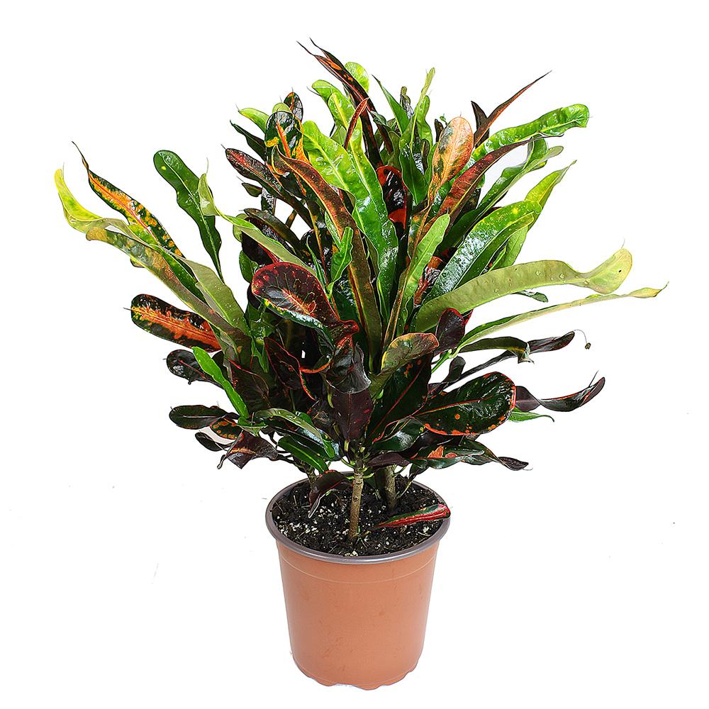 Croton Codiaeum Variegatum Mammi - 60 cm
