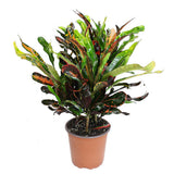 Croton Codiaeum Variegatum Mammi - 60 cm