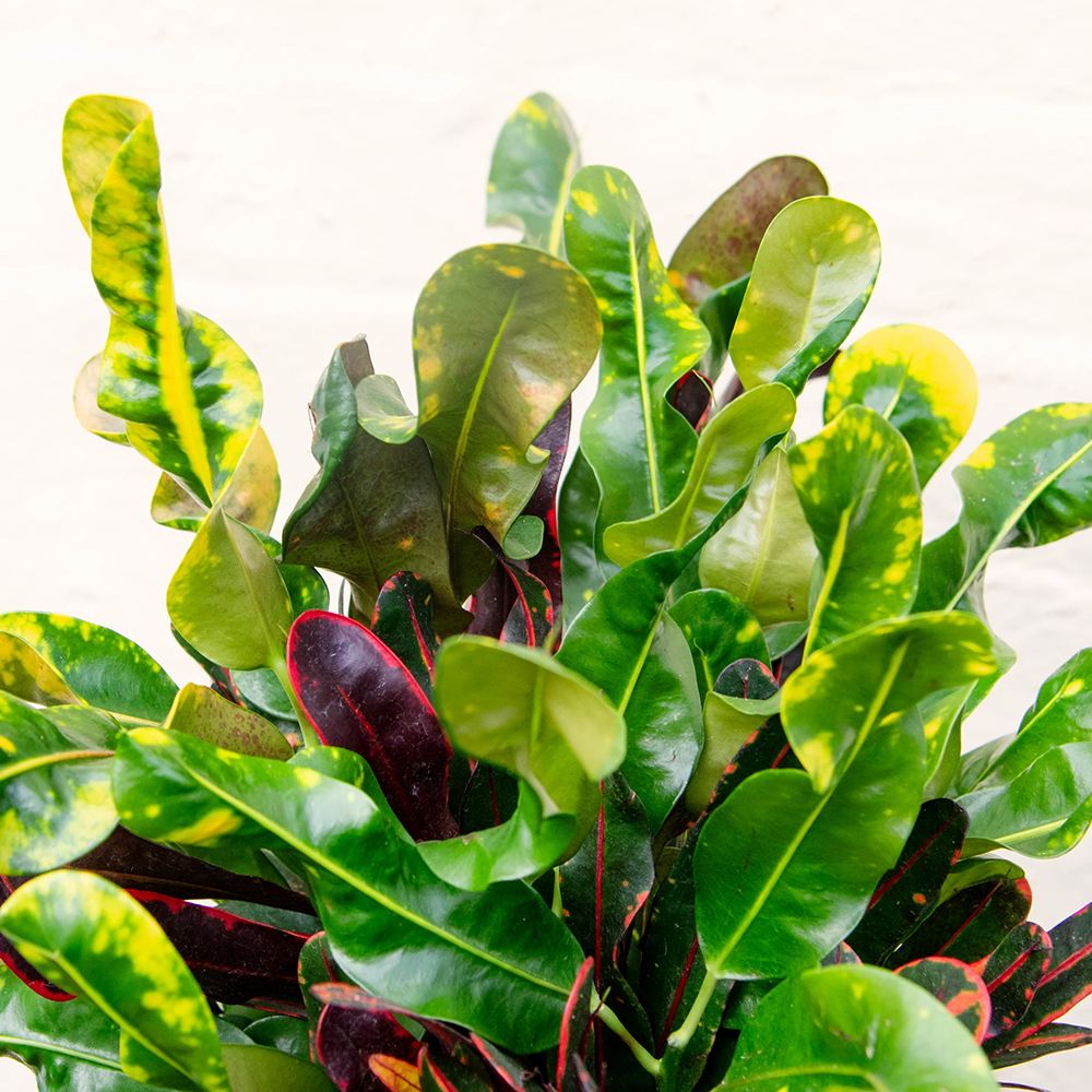 Croton Codiaeum Variegatum Mammi - 60 cm