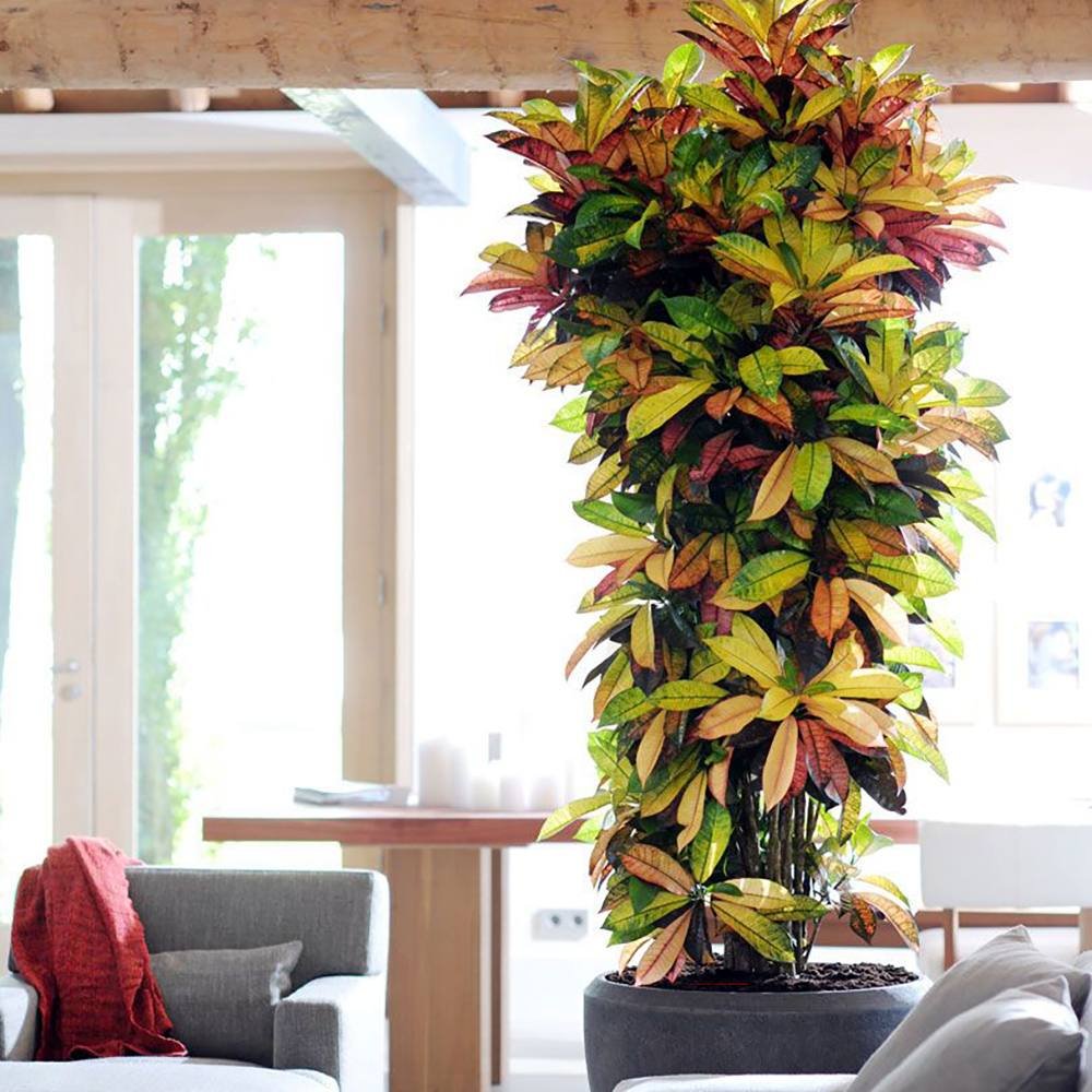 Croton Codiaeum Variegatum Mrs. Iceton - 60 cm