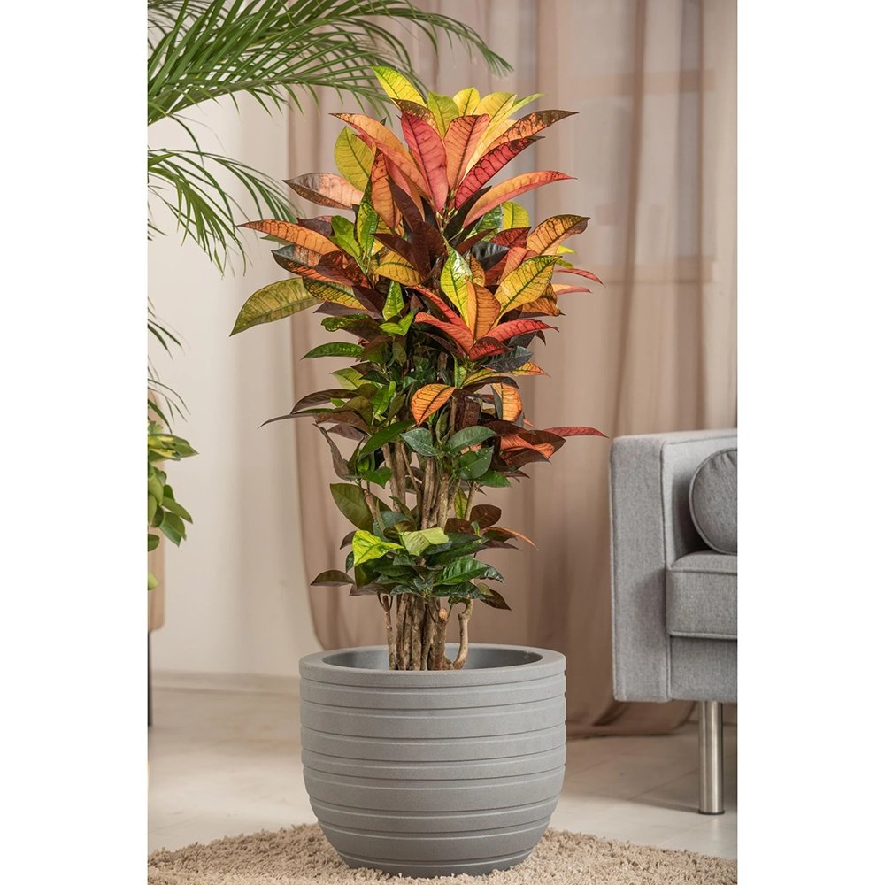 Croton Codiaeum Variegatum Mrs. Iceton - 60 cm