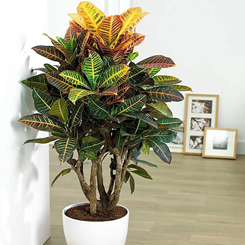 Croton Codiaeum Variegatum Petra - 150 cm