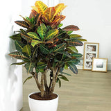 Croton Codiaeum Variegatum Petra - 150 cm