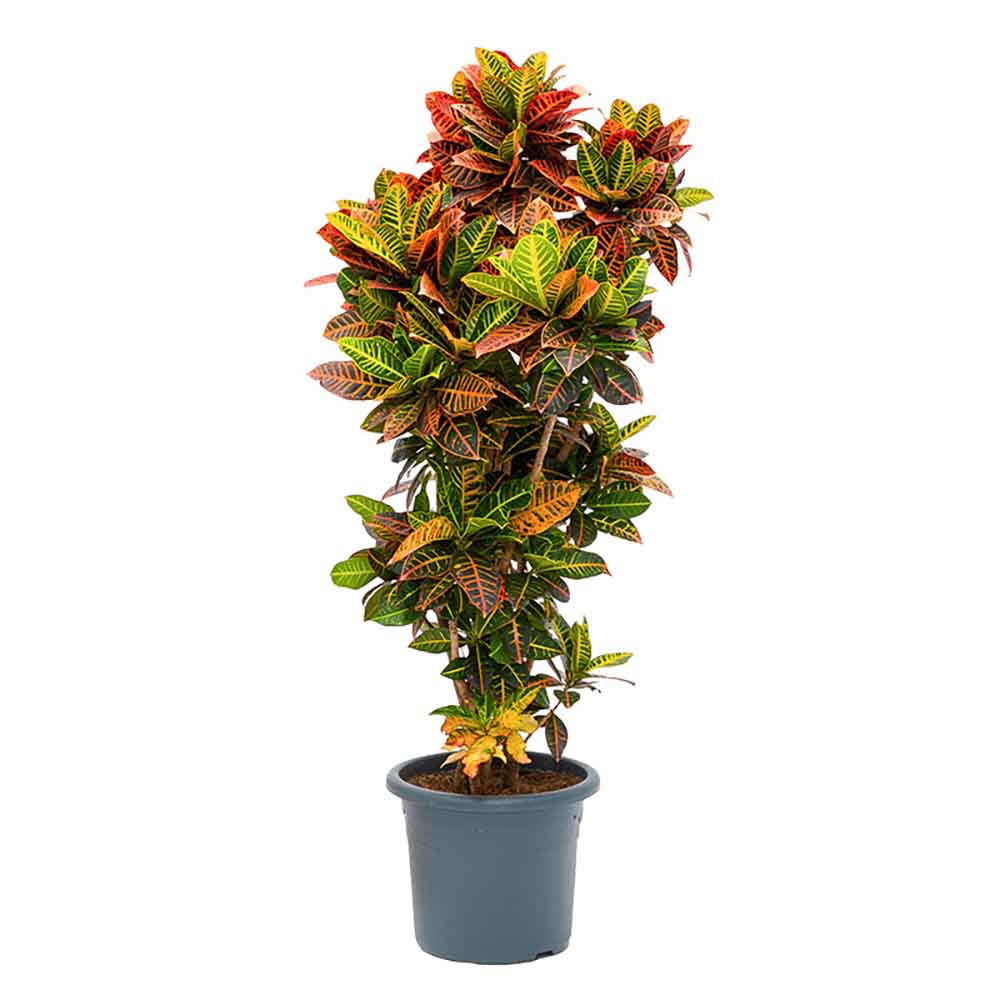 Croton Codiaeum Variegatum Petra - 70 cm