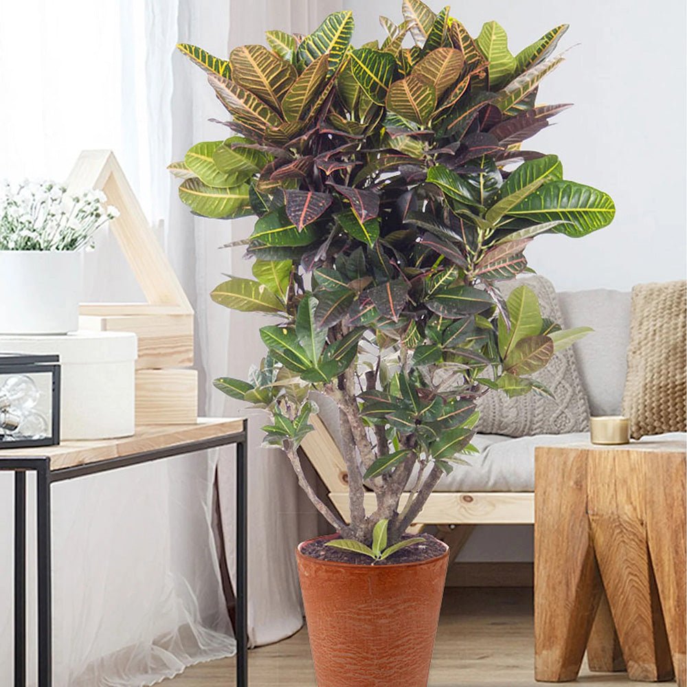 Croton Codiaeum Variegatum Petra - 190 cm