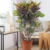 Croton Codiaeum Variegatum Petra - 190 cm