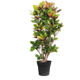 Croton Codiaeum Variegatum Petra - 190 cm
