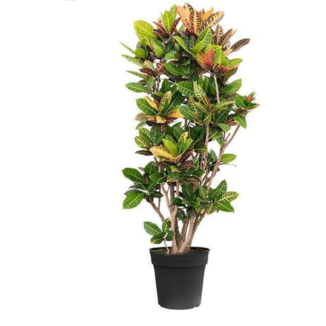Croton Codiaeum Variegatum Petra - 190 cm