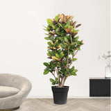 Croton Codiaeum Variegatum Petra - 190 cm