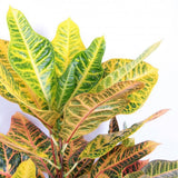Croton Codiaeum Variegatum Excellent - 100 cm