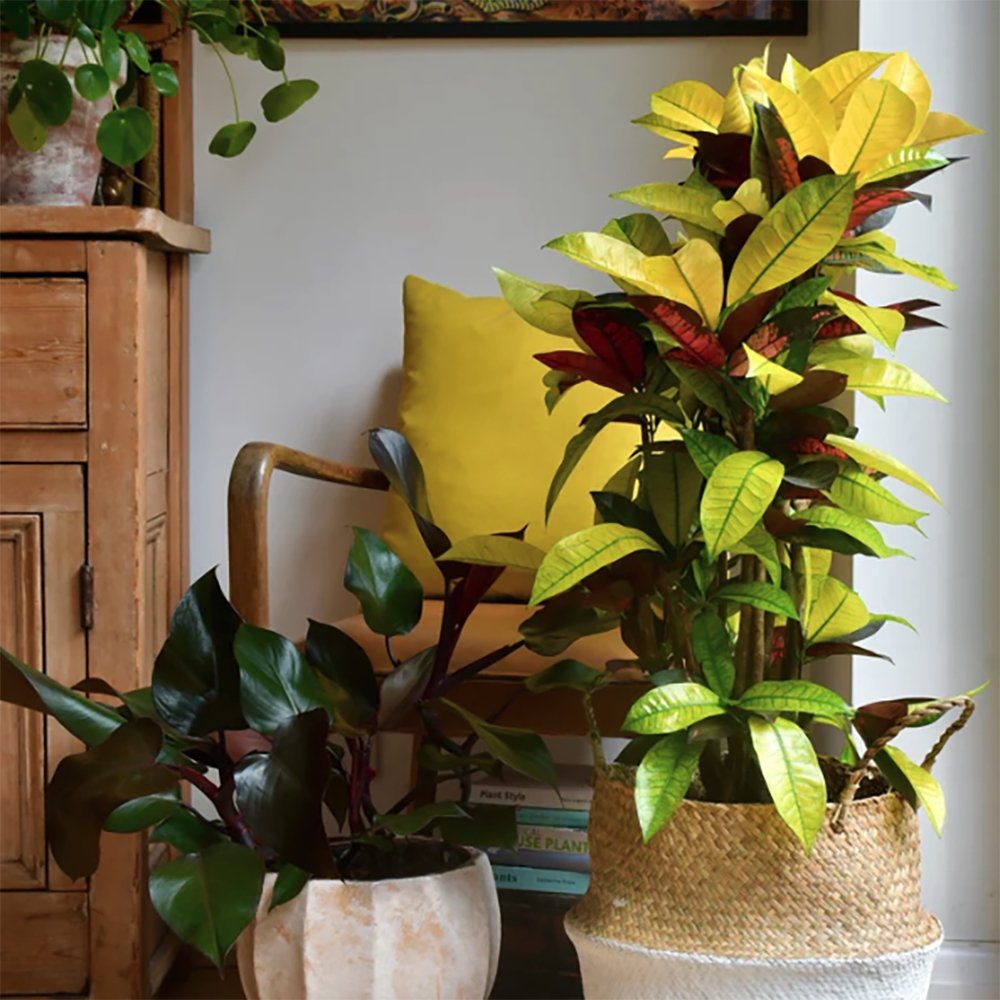 Croton Codiaeum Variegatum Mrs. Iceton - 60 cm