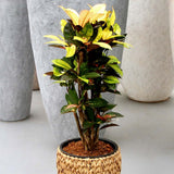 Croton Codiaeum Variegatum Mrs. Iceton - 60 cm