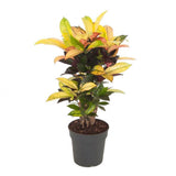 Croton Codiaeum Variegatum Mrs. Iceton - 60 cm