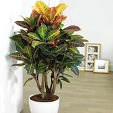 Croton Codiaeum Variegatum Petra - 50 cm