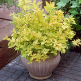 Cununita japoneza auriu Goldflame