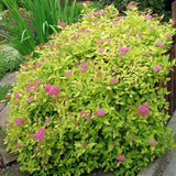 Cununita japoneza auriu Goldflame