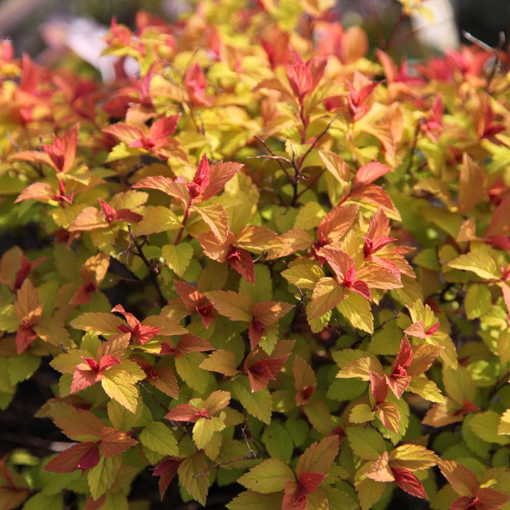 Cununita japoneza auriu Goldflame