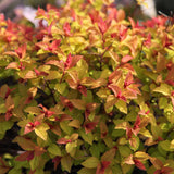 Cununita japoneza auriu Goldflame