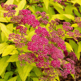 Cununita japoneza auriu Goldflame