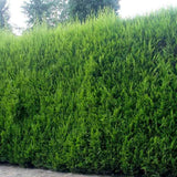 Chiparos Leylandii,  gard viu rapid vesnic verde, crestere rapida, conifer foare rezistent la boli
