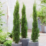 Chiparos Italian (Cupressus sempervirens Pyramidalis), columnar, rezistent, verde intens, crestere rapida