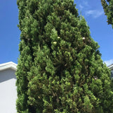 Chiparos Italian (Cupressus sempervirens Pyramidalis), columnar, rezistent, verde intens, crestere rapida
