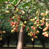 Curmal Chinezesc (Ziziphus jujuba), cu fructe dulci