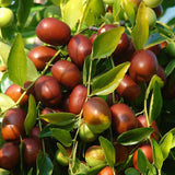 Curmal Chinezesc (Ziziphus jujuba), cu fructe dulci