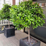Dafin Comestibil - Tip Copac Ornamental
