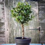 Dafin Comestibil - Tip Copac Ornamental