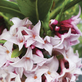Daphne Perfume Princess, Printesa parfumului, cel mai parfumat arbust din lume, flori roz-pal