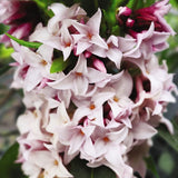 Daphne Perfume Princess, Printesa parfumului, cel mai parfumat arbust din lume, flori roz-pal