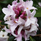 Daphne Perfume Princess, Printesa parfumului, cel mai parfumat arbust din lume, flori roz-pal