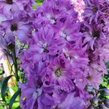 Nemtisor (Delphinium) Delgenius Juliette