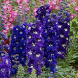 Szarkaláb 'Magic Fountains Darkblue White Bee' – sötétkék virágú, magas tövű évelő