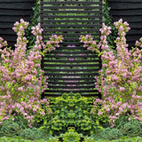 Deutzia Strawberry Fields, cu flori roz intens si parfum placut