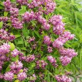Deutzia Strawberry Fields, cu flori roz intens si parfum placut
