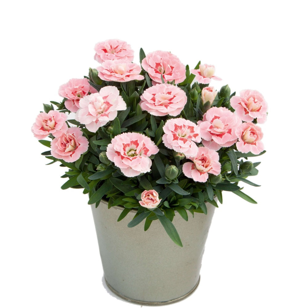 Illatos szegfű Dianthus Oscar Pink, rózsaszín évelő, 15–20 cm, napfénykedvelő, fagytűrő
