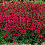 Garofita (Dianthus deltoides) Brilliant, garofita perena, flori rosii, inflorire bogata, rezistenta la seceta